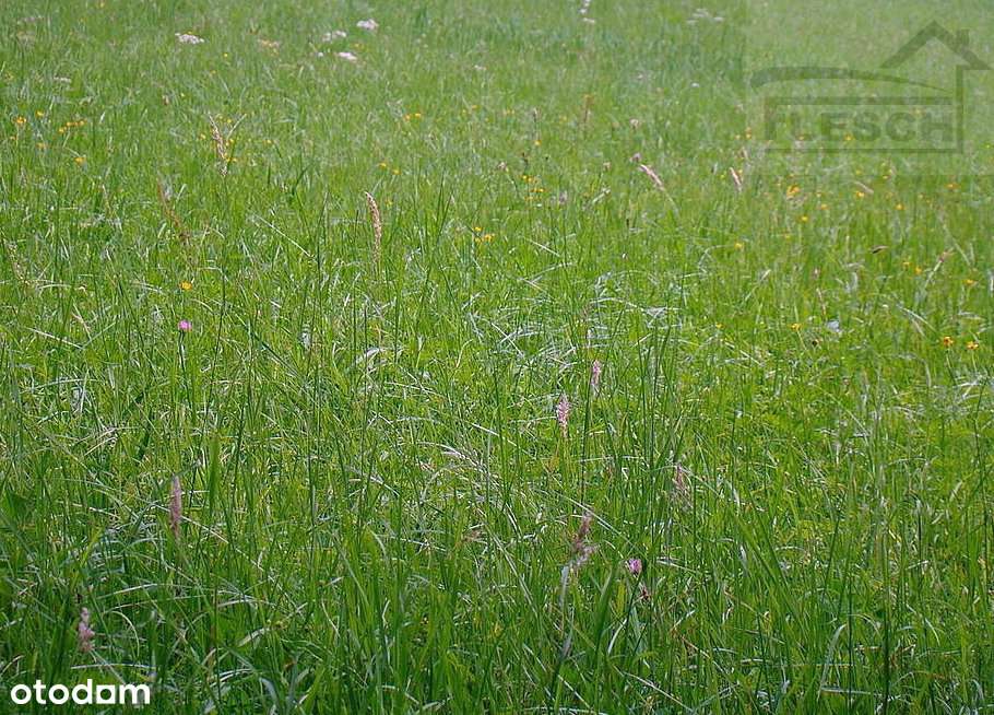 Działka budowlana Rusiec 1527m2 - Pełny obrazek: 4/4