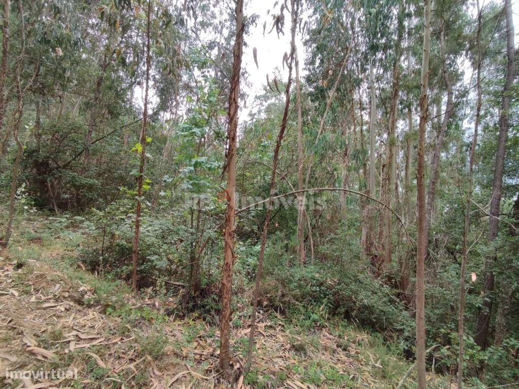 Eucaliptal com 3800m² - Serra de Santa Catarina, Ferreira do Zêzere - Grande imagem: 2/9