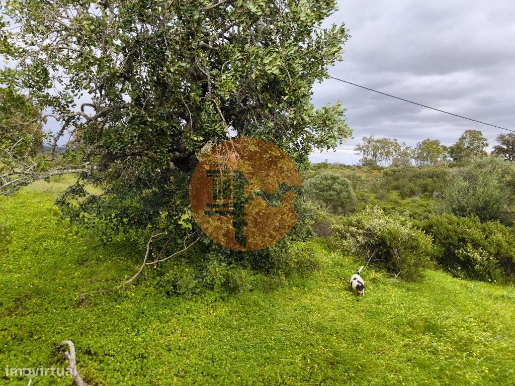 TERRENO RUSTICO COM 1.6 HECTARES - PRÓXIMO A ELETRICIDADE - PRÓXIMO... - Grande imagem: 3/28