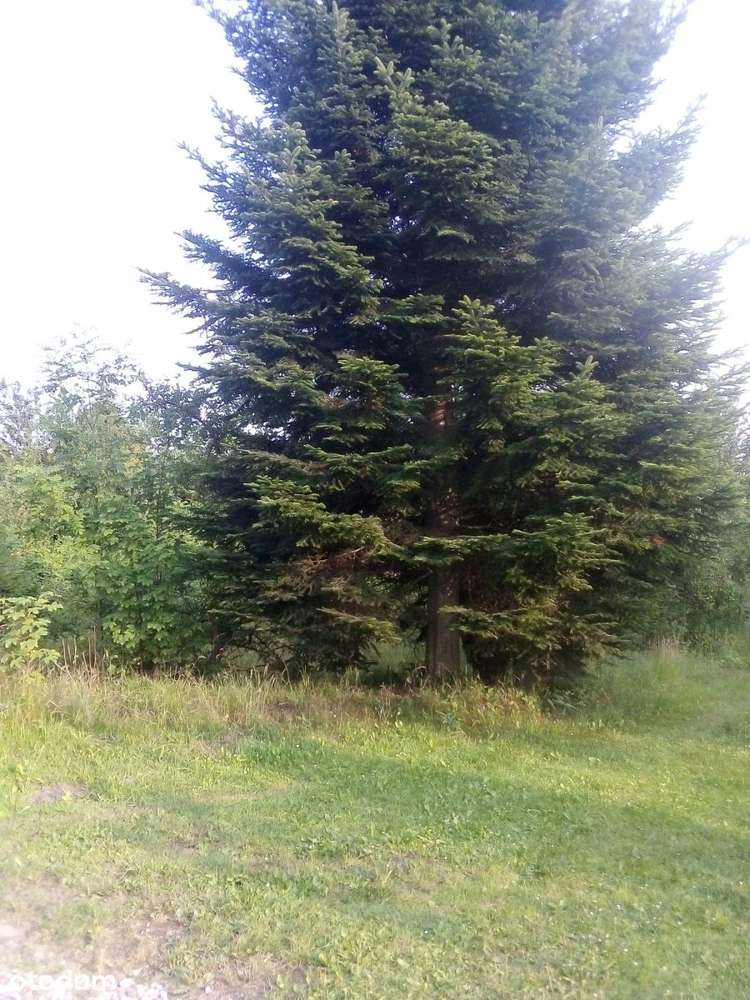 Działka w Barłominie k. Luzina z mediami - Pełny obrazek: 5/15