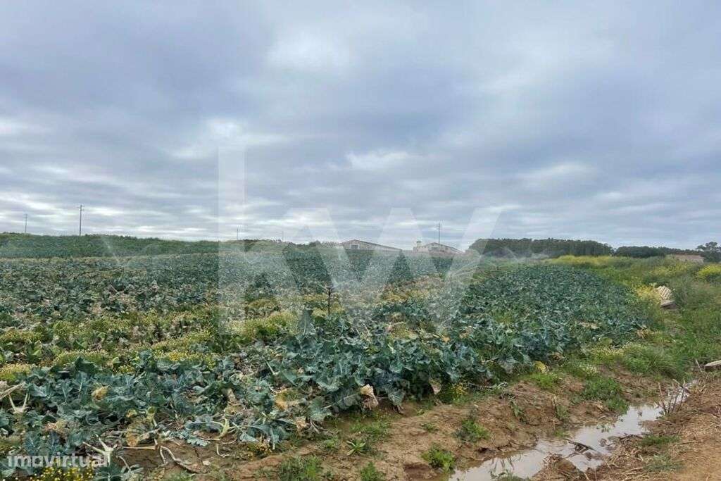 Terreno Agrícola em Peniche com mais de 1ha - Atouguia da Baleia - Grande imagem: 2/14