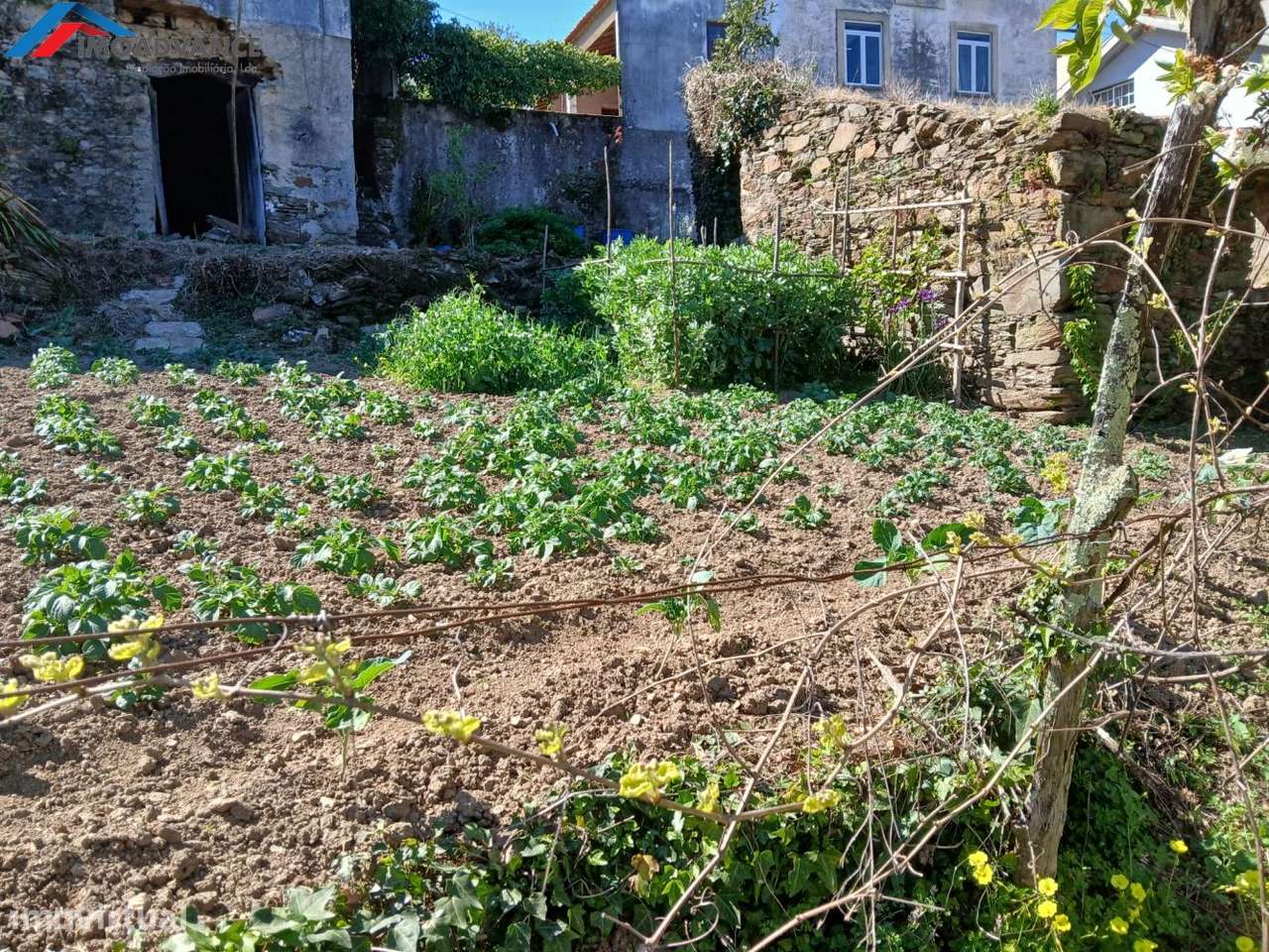 Casa para Recuperar com Terreno e Lagar em Lorvão, Penacova, Coimbra-53