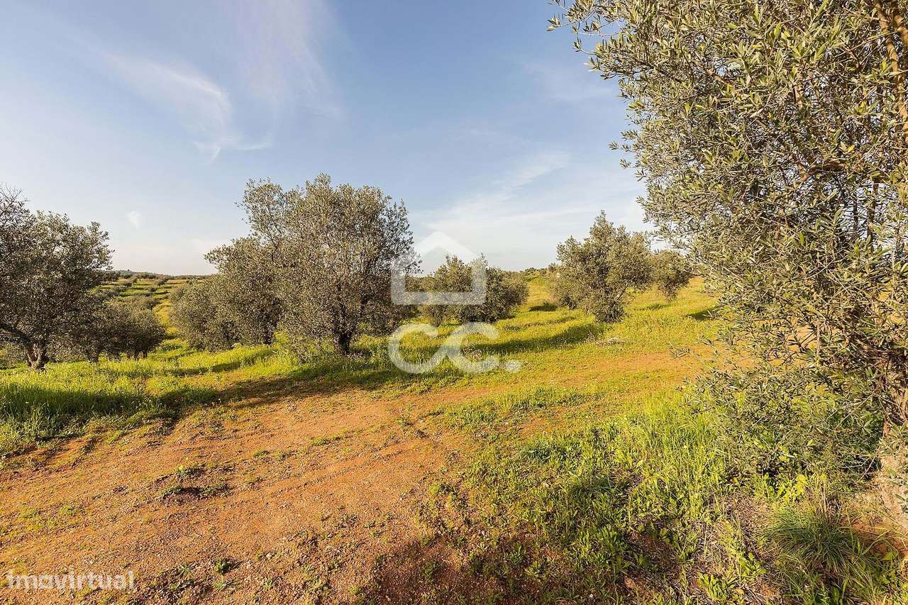 Terreno de 7500m2 c/ poço | Alqueva - Grande imagem: 5/47