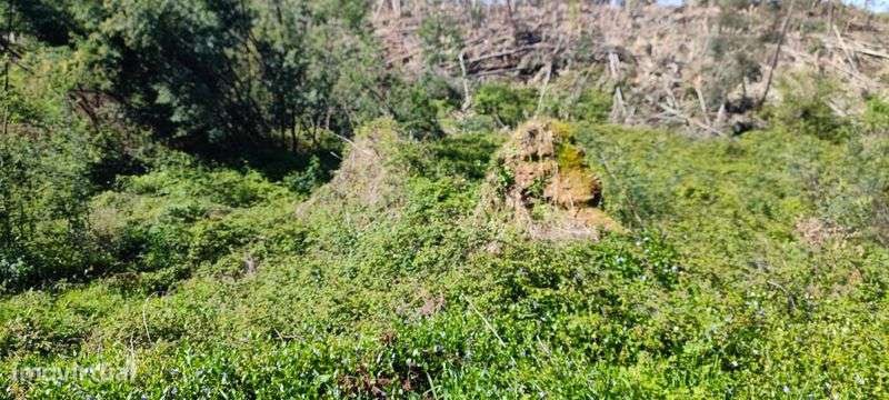 Quinta com cerca de 6000m2 próximo da barragem de castelo bode. - Grande imagem: 5/12