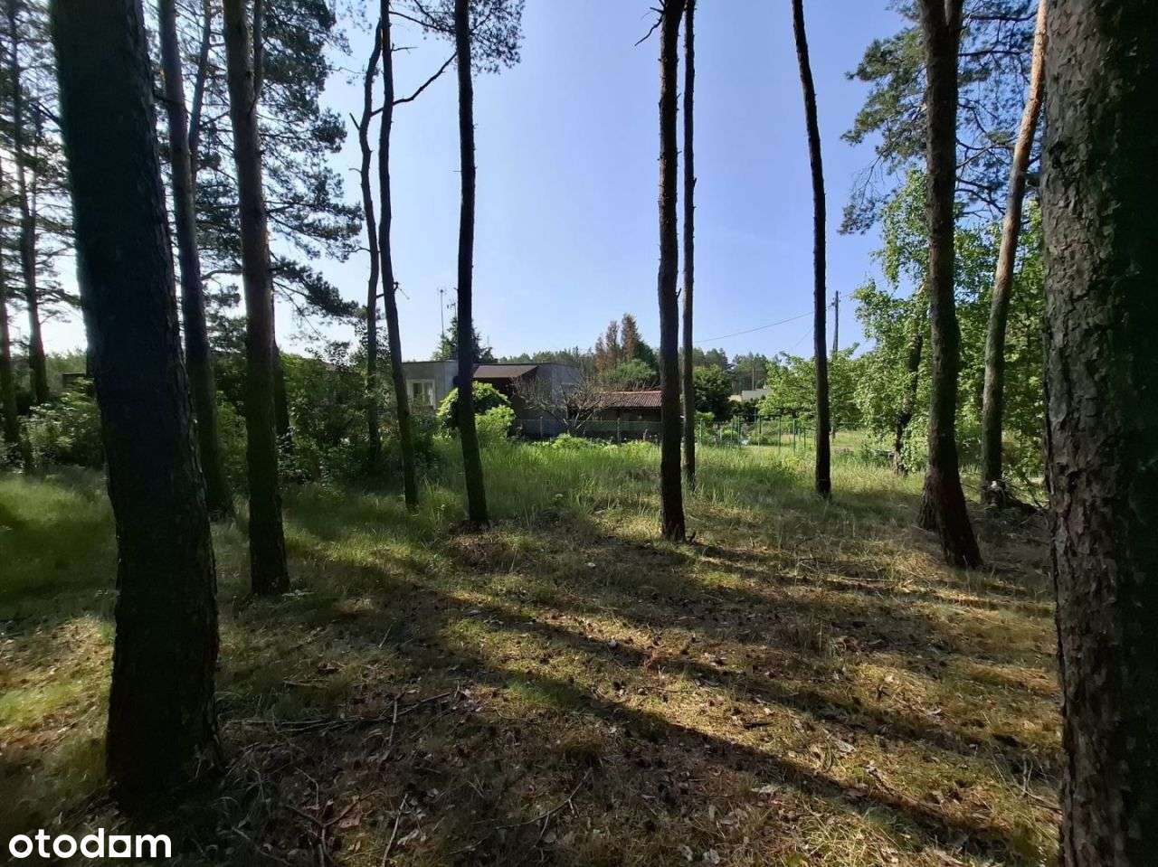 Z widokiem na las. - Pełny obrazek: 4/5