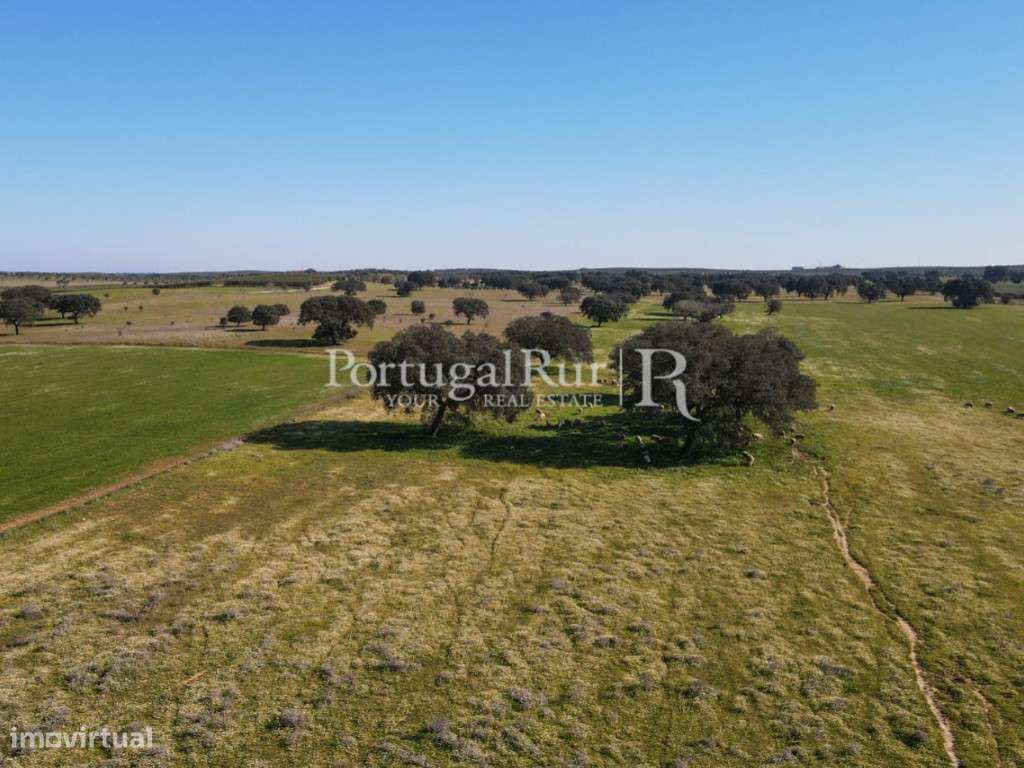 Quinta com 29 hectares em Avis - Grande imagem: 5/60