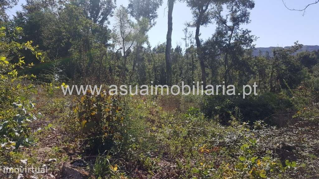 Bouça e Campo - Ferreiros - Grande imagem: 3/11