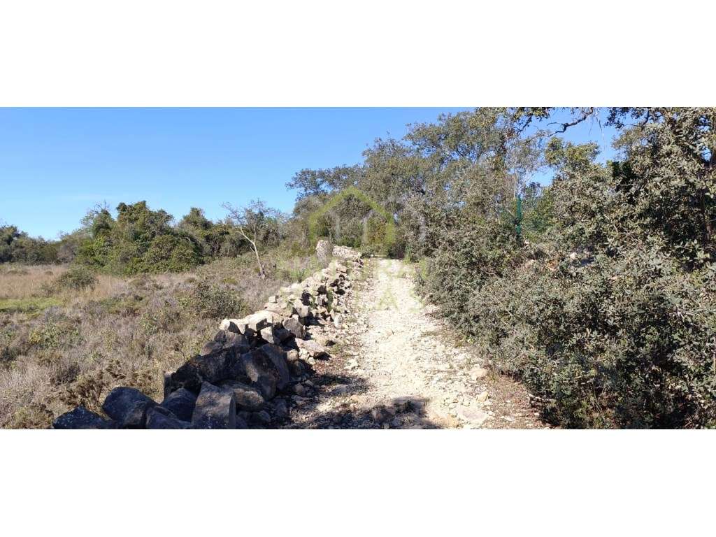2 Terrenos Rústicos em Agostos, Santa Bárbara de Nexe, pelo Preço d... - Grande imagem: 2/10