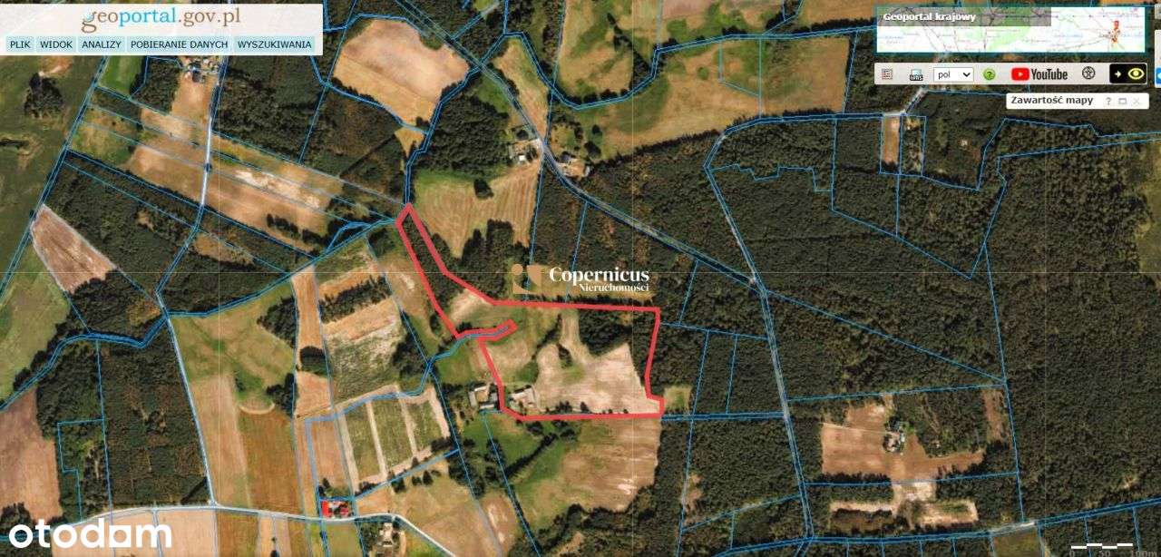 Grunt-6 ha z domem i budynkami,gm.Skępe,potencjał - Pełny obrazek: 4/16