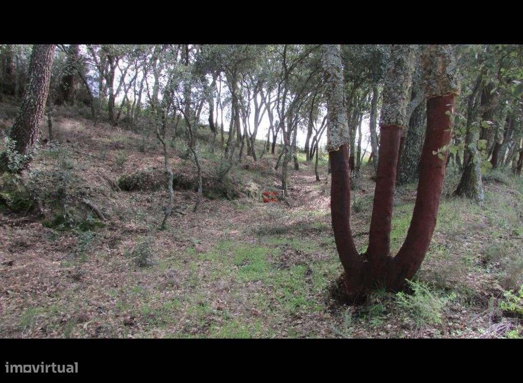 Terreno com Pinhal - Grande imagem: 4/9