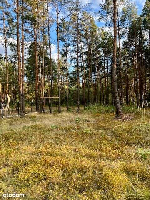 35mx52 w Wesołej pod rezydencję lub dwulokalowy.-3