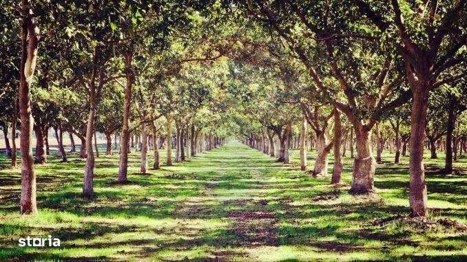 Teren / Padure 8ha Lunca Siretului.-2