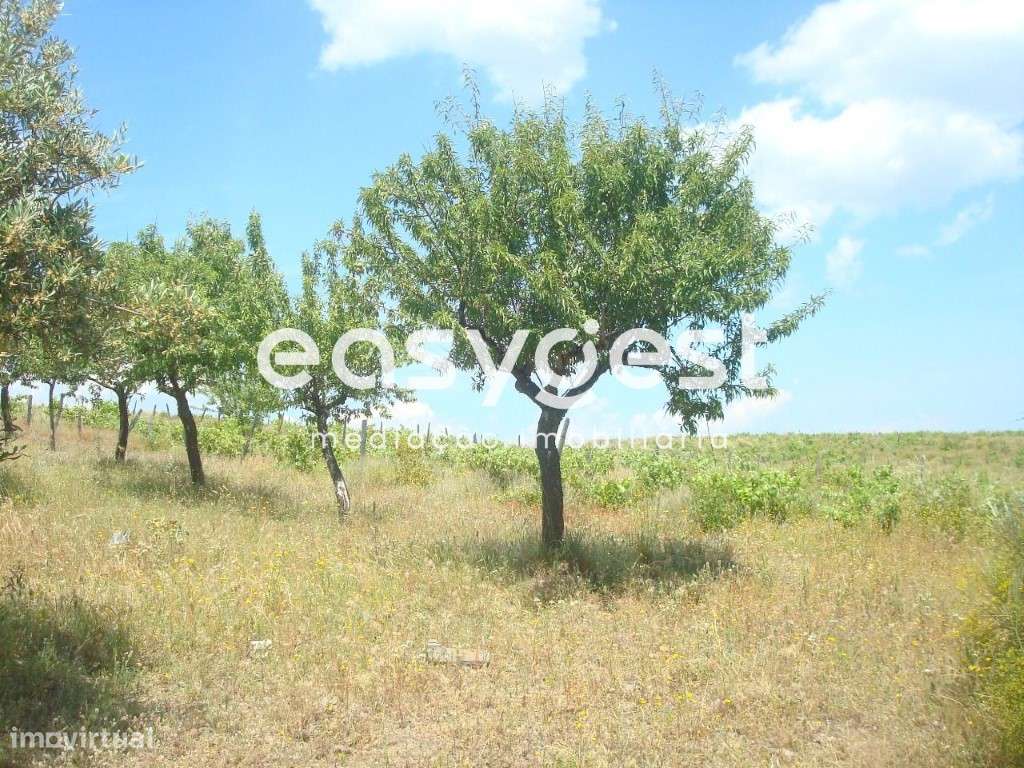 Terreno agrícola de 1,5 hectares em Almendra - Grande imagem: 3/10