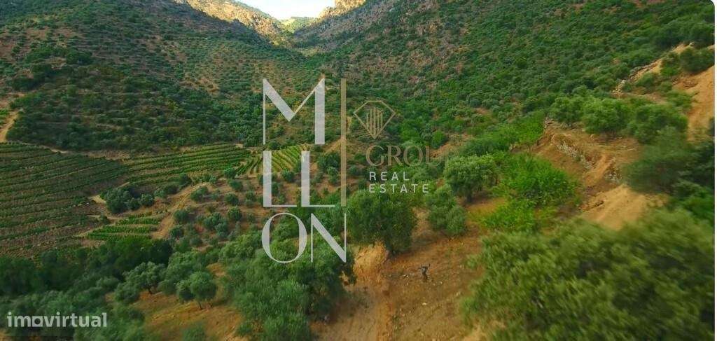 Oportunidade Única de Investimento Agrícola - Grande imagem: 3/10