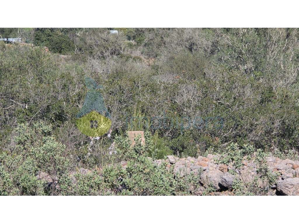 O verdadeiro contacto com a natureza! - Grande imagem: 3/3