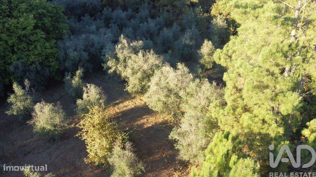 Terreno Agrícola em São Cipriano e Vil de Souto - Grande imagem: 5/39