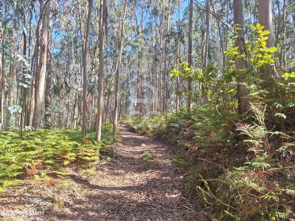 Terreno Eucaliptal em Vale S. Cosme!! - Grande imagem: 4/21