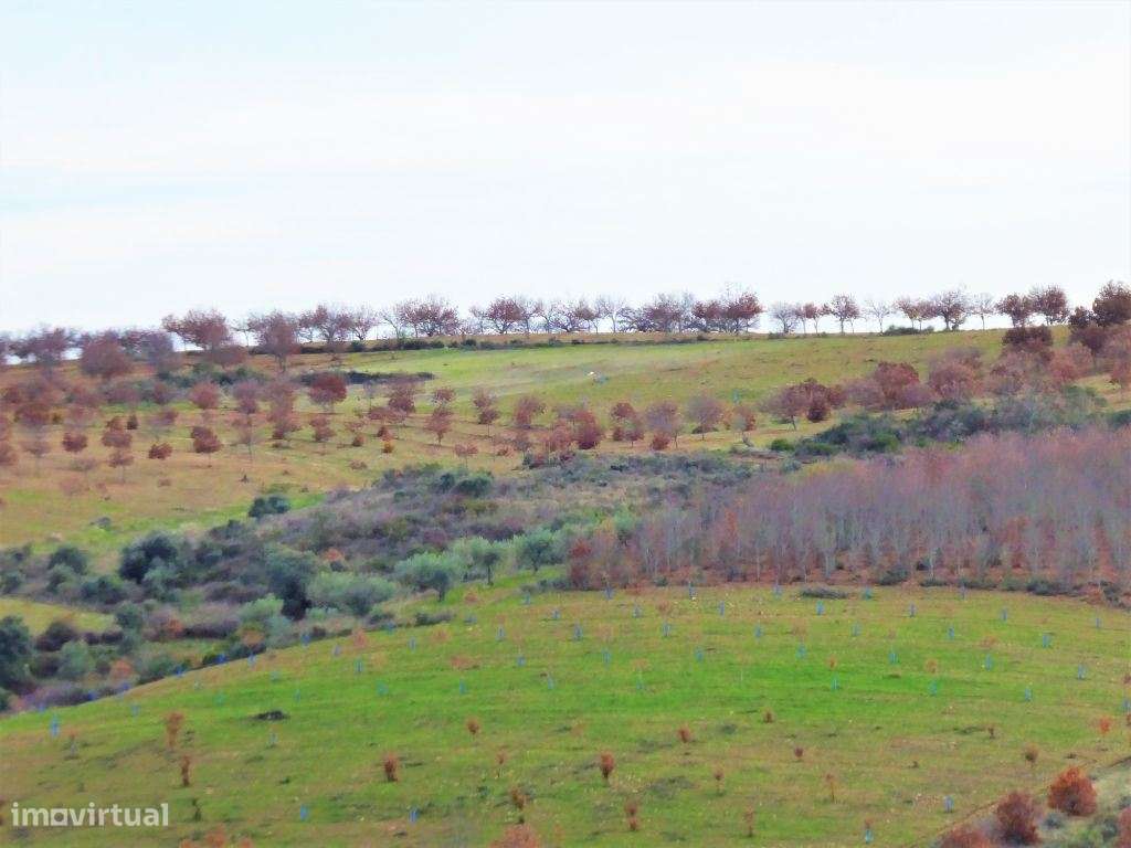 160HA com castanheiros, caça e pastos. Portugal, Bragança. - Grande imagem: 5/7