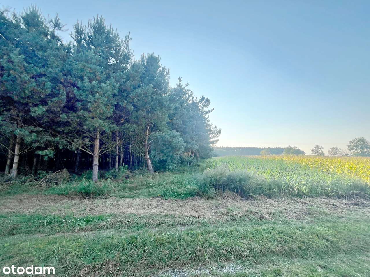 POD LASEM / DZIAŁKA 1400 MKW / DO WYKOŃCZENIA-5