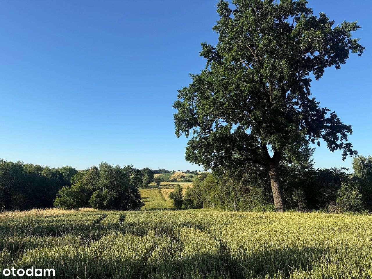 Działka w Górach Świętokrzyskich - Pełny obrazek: 4/5