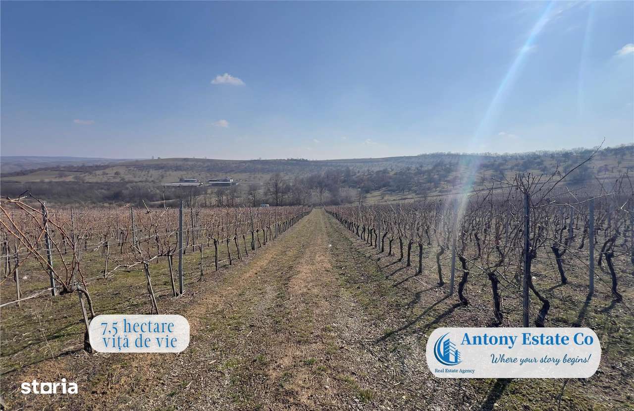 Oportunitate de investitie, Ferma Padurea Galbena  - Cehal, Marghita - Imagine principală: 2/14