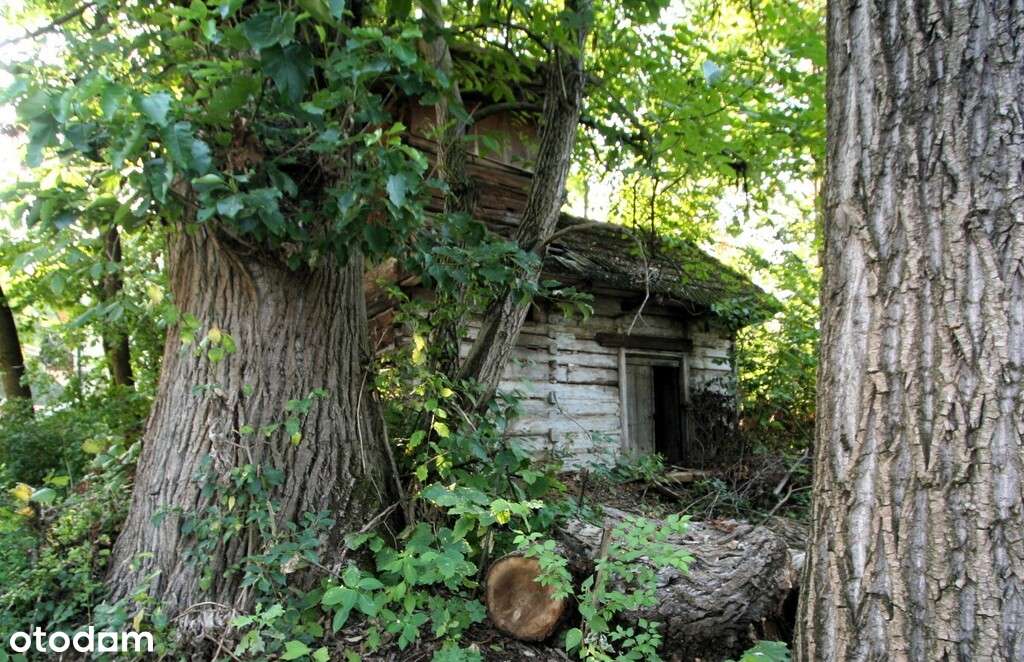 Niezbędna wyobraźnia, kasa i odrobina szaleństwa-6