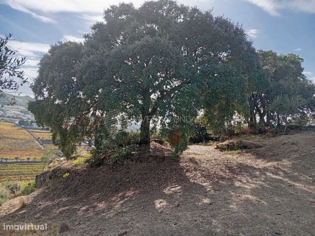 Quinta situada na pitoresca aldeia de Barcos. - Grande imagem: 5/31