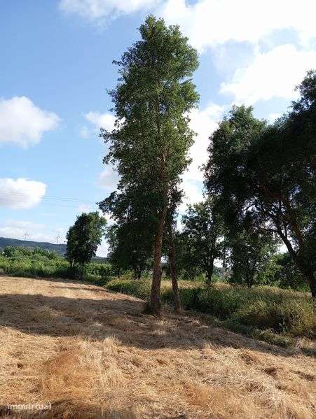 Terreno com abrigo de madeira - Grande imagem: 2/11