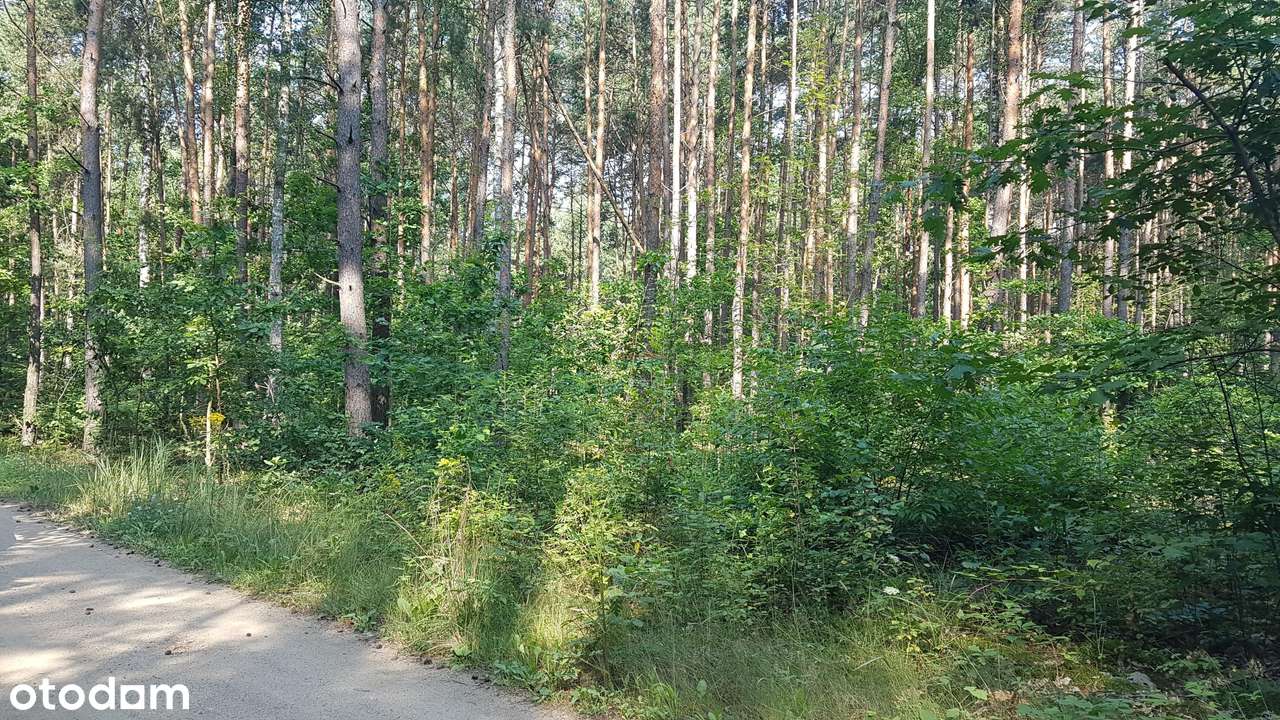 Działka, 30602.0 m², Mirowice - Pełny obrazek: 4/5