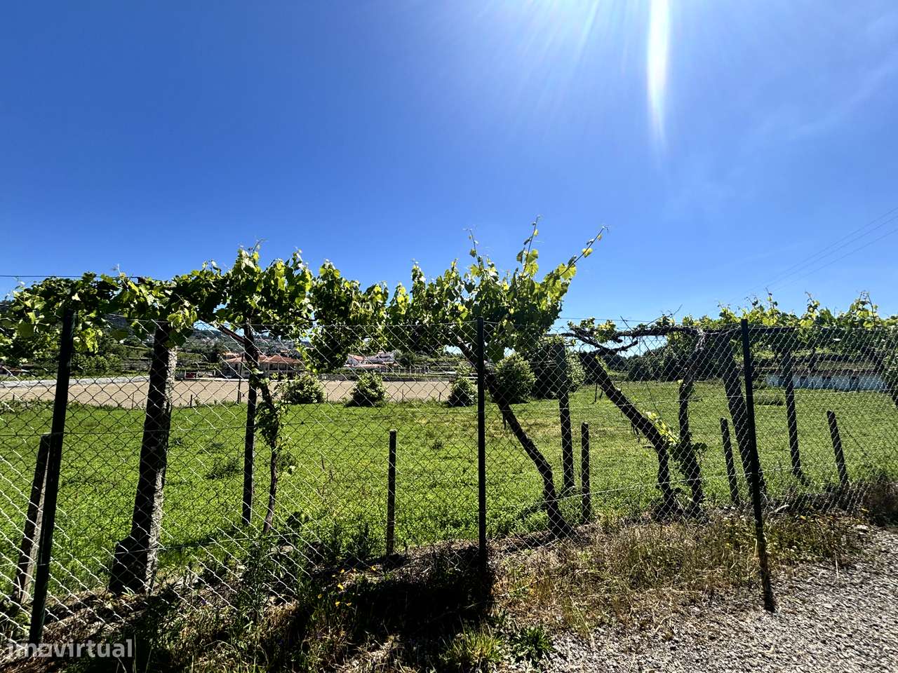 Belíssima Quinta T5 com produção ativa de Vinhas-38