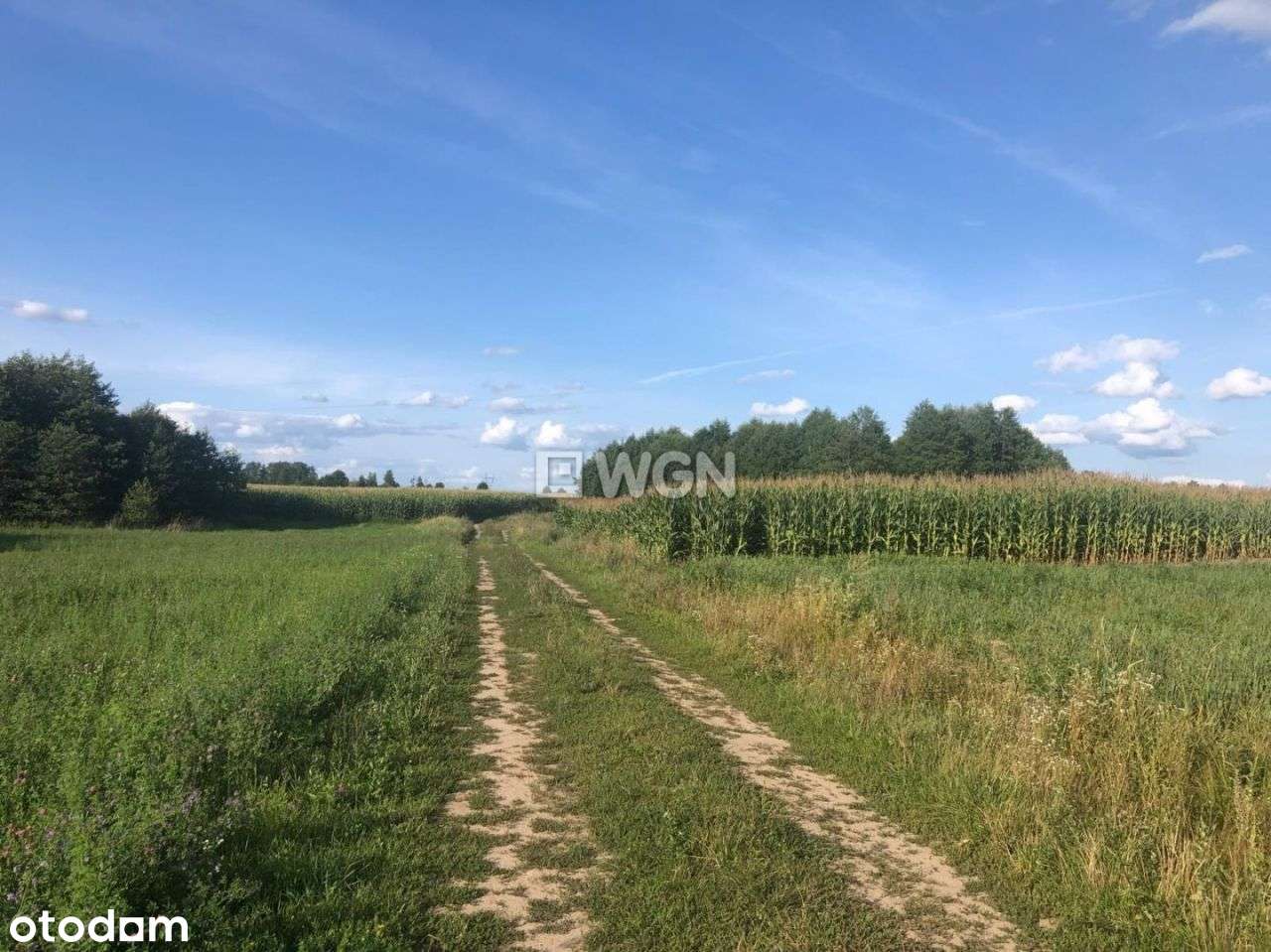 Grunt rolny - Guty Rożyńskie - Pełny obrazek: 5/5