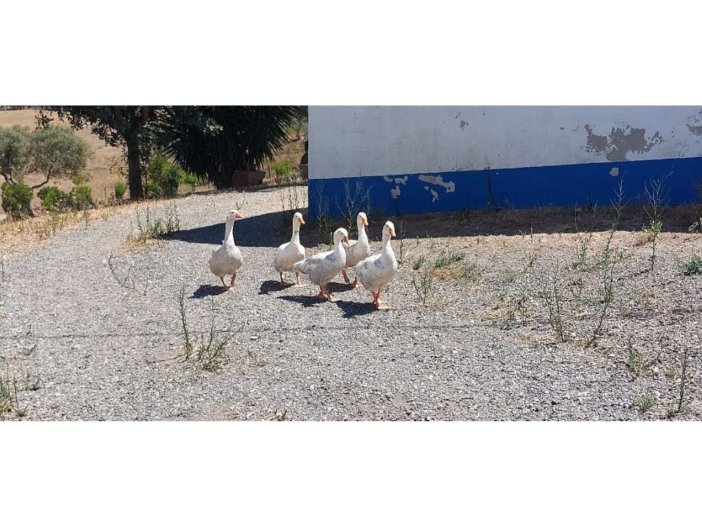 HERDADE 92 ha l Colos-29