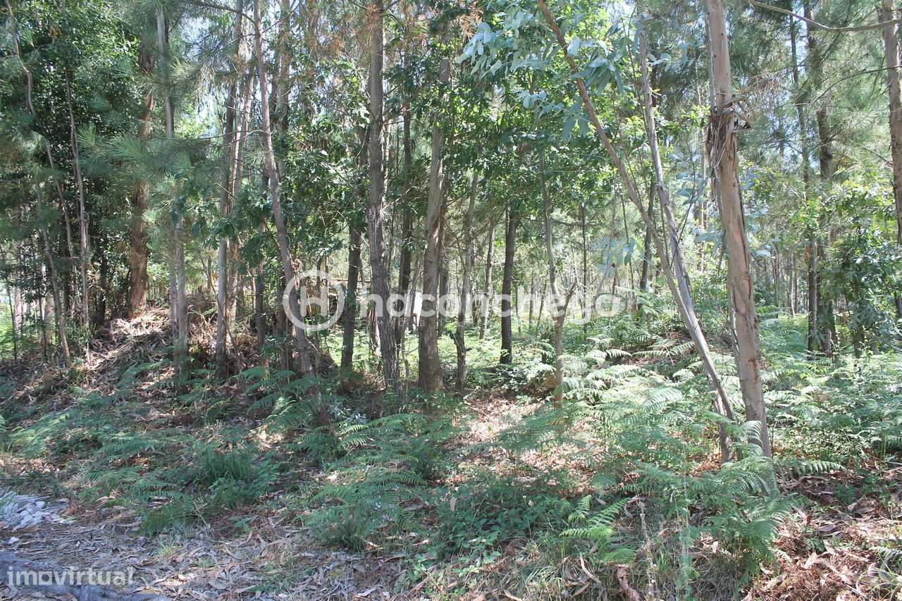 Terreno para Construção em Alvelos Barcelos-5