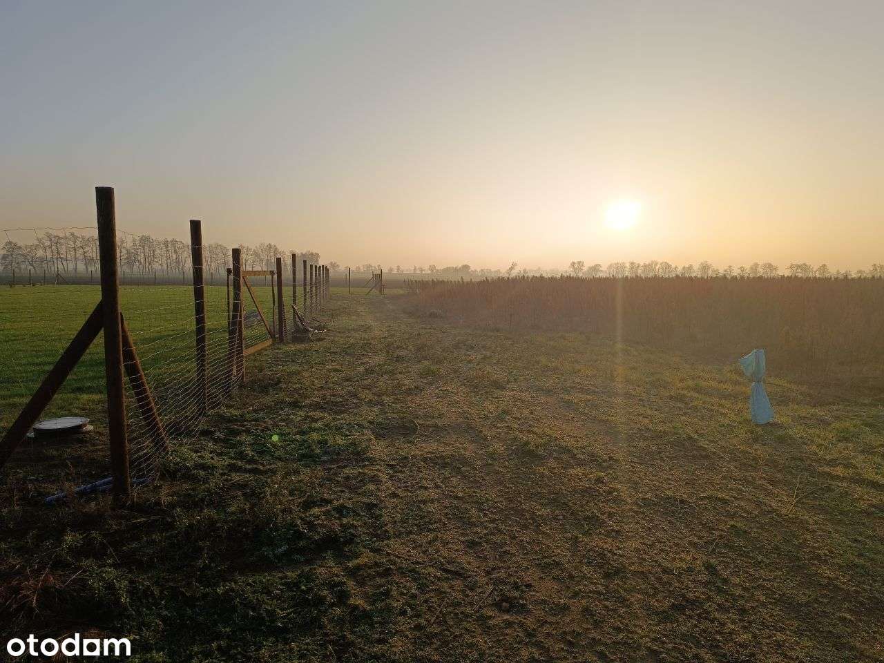 Marianowo, przy lesie, 779m2, prąd, woda,  ostatnia! - Pełny obrazek: 4/8