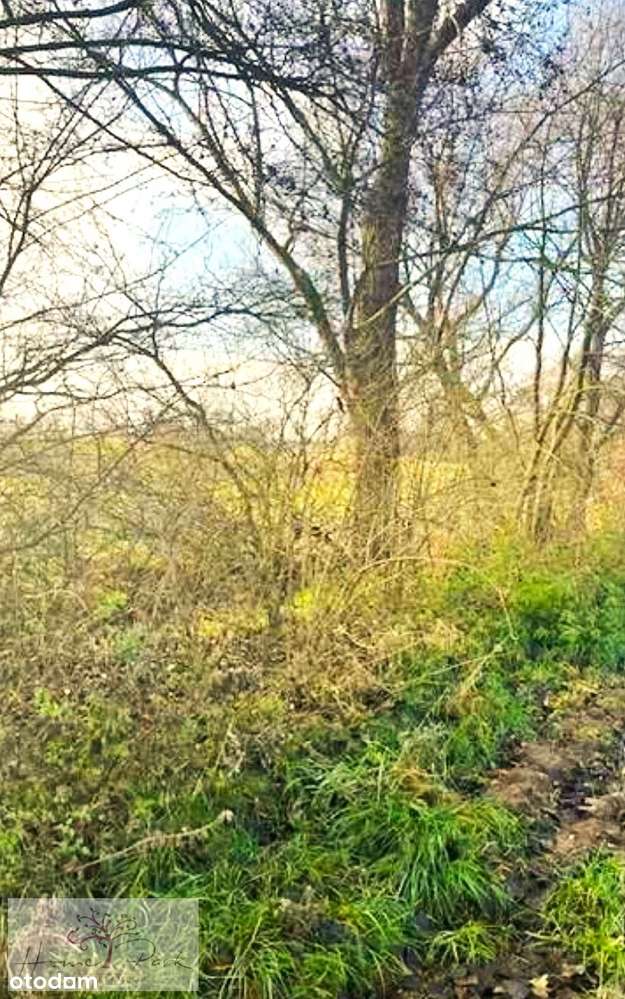 DziałkI budowlano - rolna w Konopnicy k. Wieluni - Pełny obrazek: 4/5