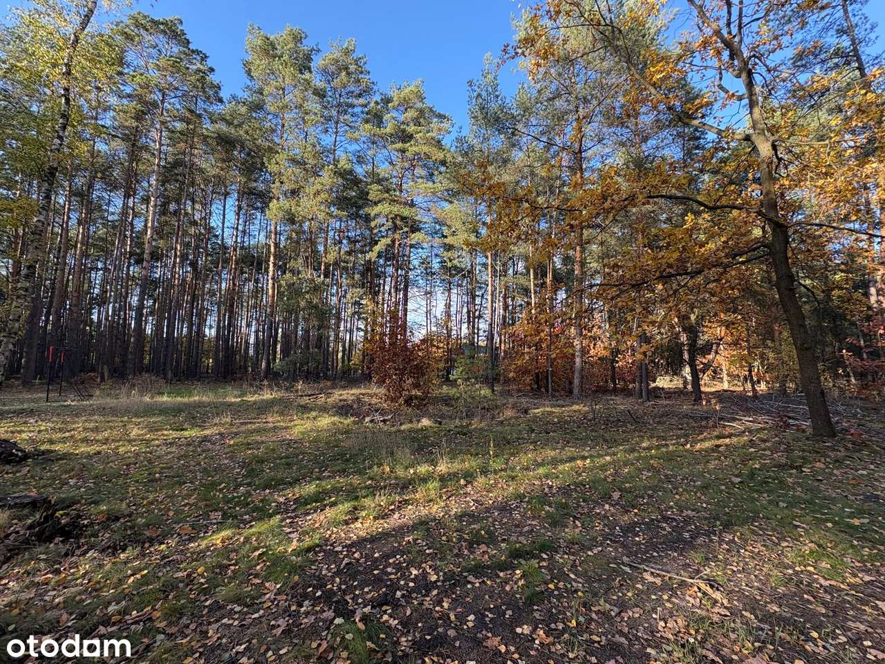 Wyjątkowa leśna działka z prawem do zabudowy - Pełny obrazek: 5/9