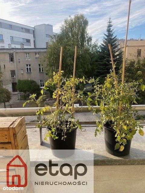 Mieszkanie z potencjałem - Wilda-5