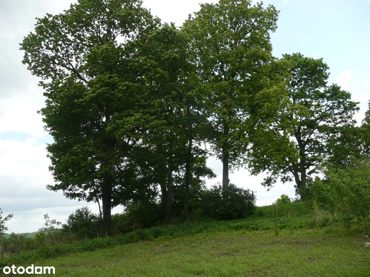 Zabytkowy Dwór z Parkiem-3