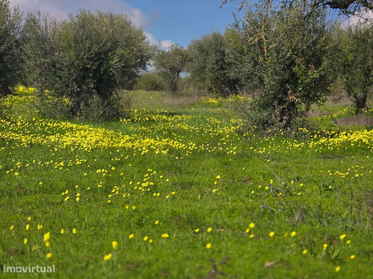 Terrenos agrícola junto à aldeia de Pedrógão do Alentejo - Vidigueira - Grande imagem: 2/24