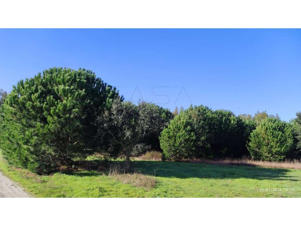 Terreno Exclusivo em Pegões (Fora da RAN) - 4,35 Hectares - Grande imagem: 5/9