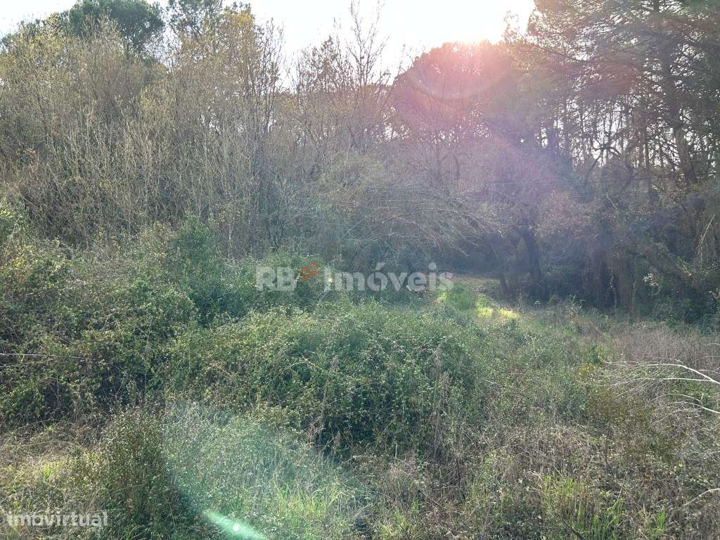 Terreno à venda em Tomar - Caniçal, Tomar - Grande imagem: 5/25