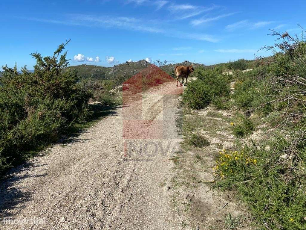 Terreno Florestal, Valdreu - Grande imagem: 5/7