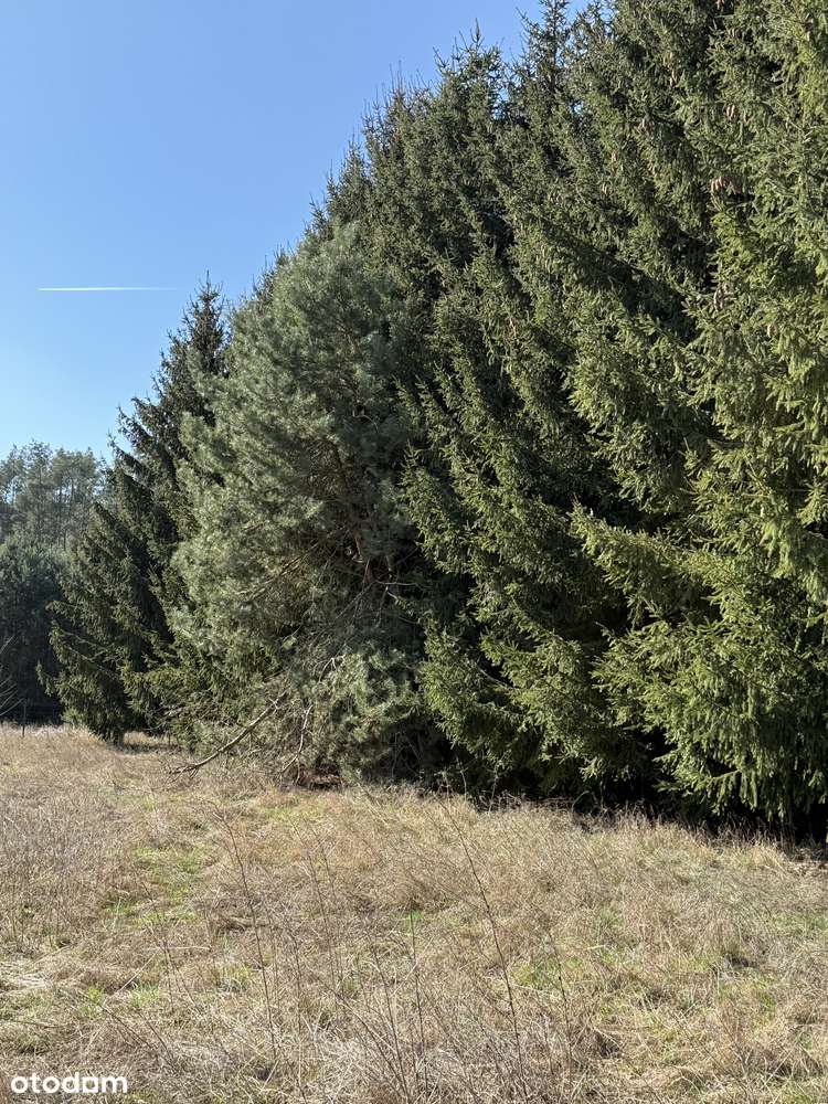 Urokliwa działka budowlana nad jeziorem Laskowskim (200 m do wody)-11