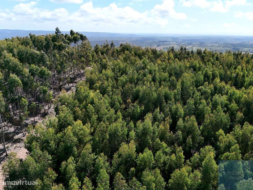 Terreno em São Teotónio, Odemira-23