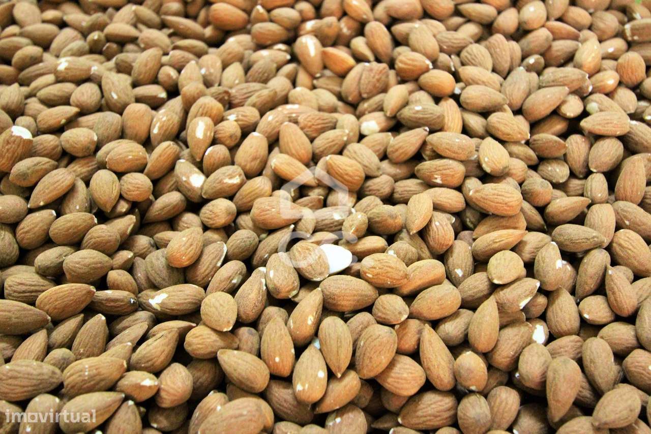 Moradia Típica do Algarve a apenas 2 km da praia da Marinha-29