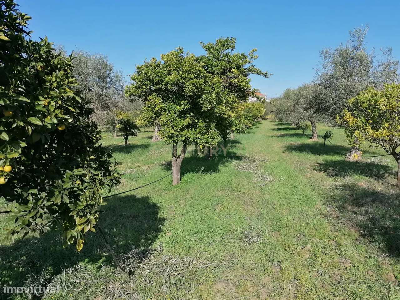 Quinta no Carapetal-12