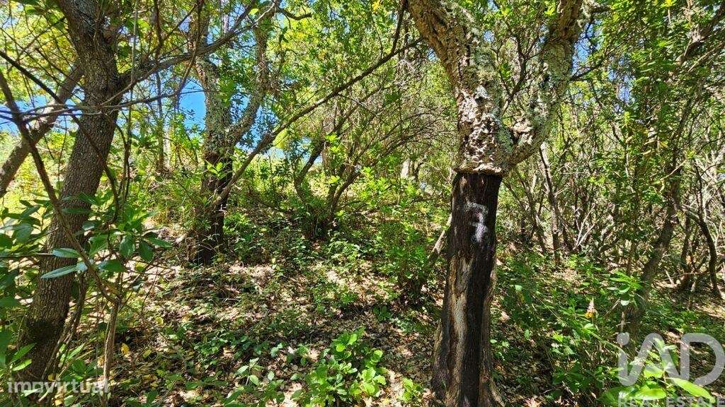 Quinta T2 em São Teotónio de 140,00 m2 - Grande imagem: 5/9