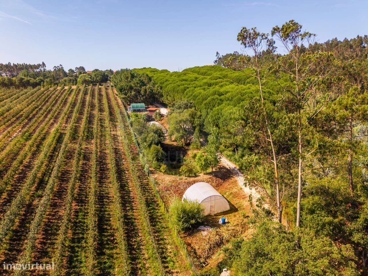 Terreno Agrícola na Fanadia | 16.100 m² de Potencial e Infraestrutu...-40