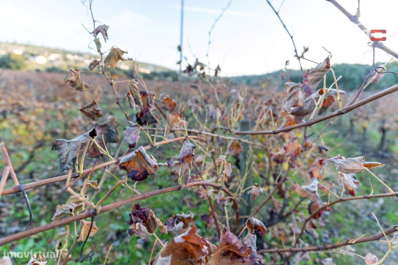 VINHA PARA ARRENDAR COM 1815 SEPAS VARIAS CASTAS EM SOBRAL/BAIRRO O... - Grande imagem: 5/14