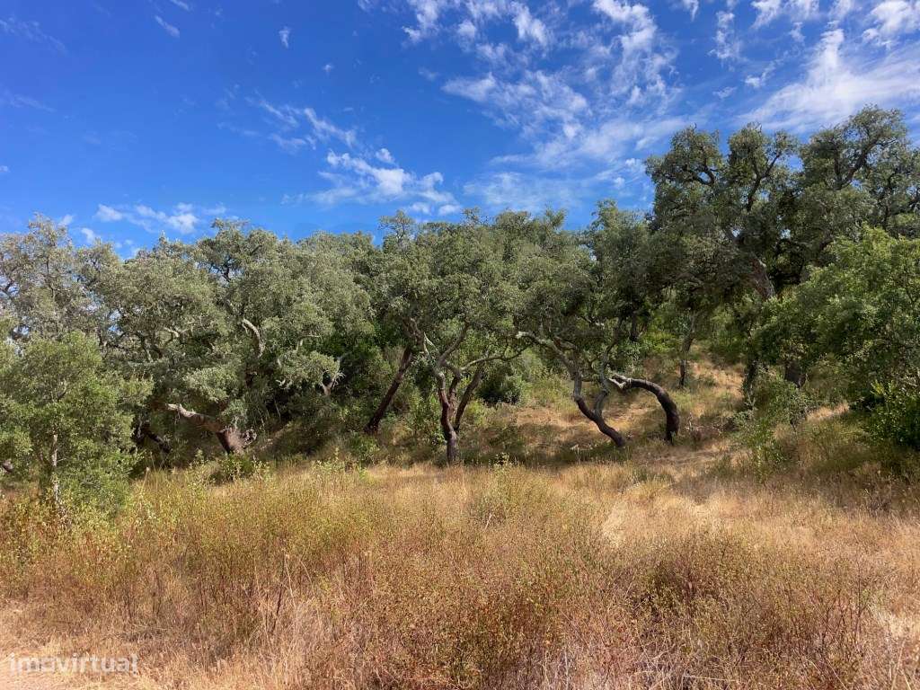 HERDADE COM 100 HECTARES E BASTANTE ARBORIZAÇÃO-7